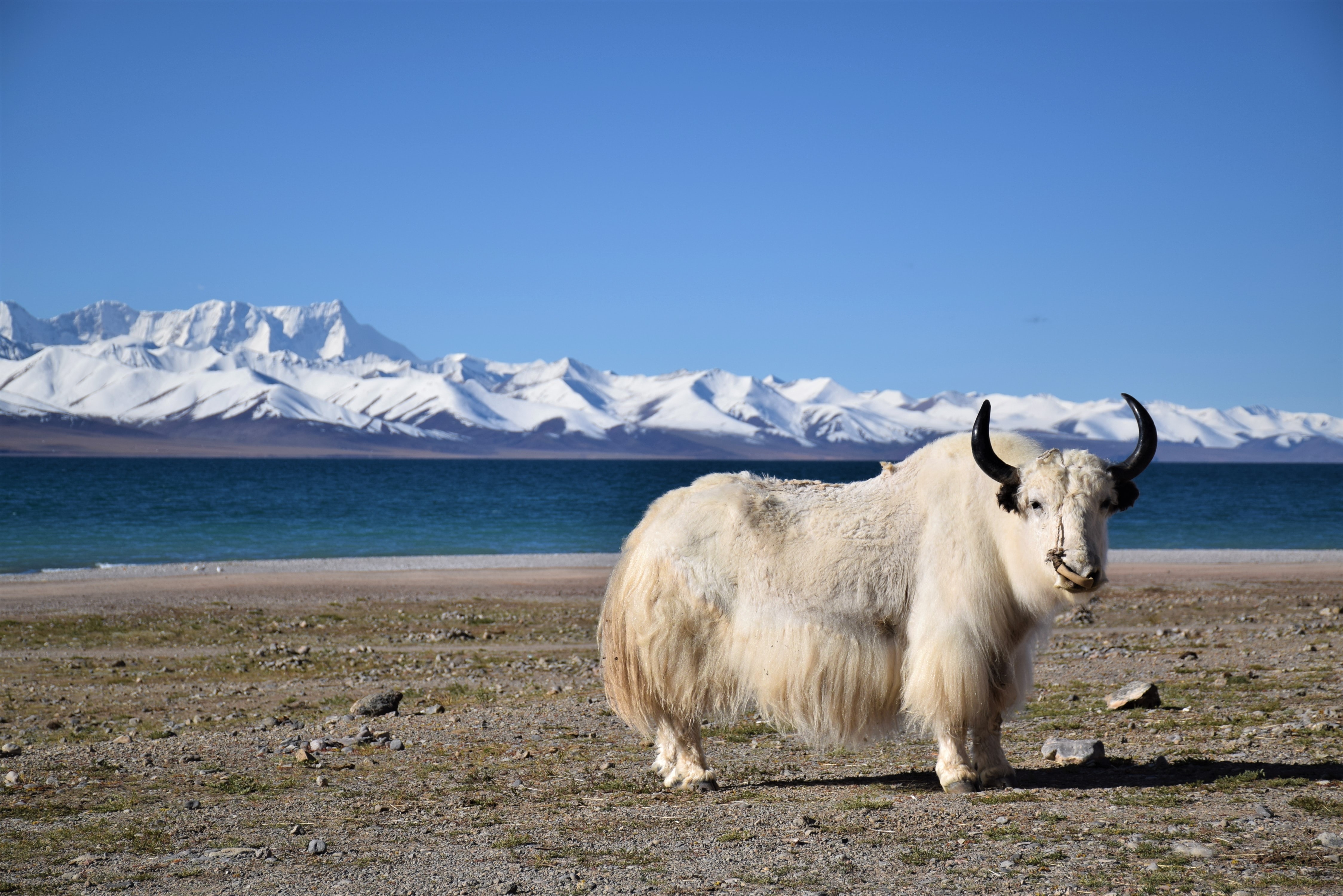  A white yak stands on the shore of a lake in Tibet, with a snow-capped mountain in the distance.